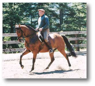 American Warmblood Mare for sale!
