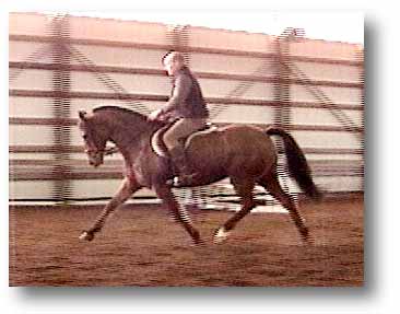 Belle, Warmblood Mare at Trot