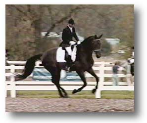 Hanoverian Gelding for sale