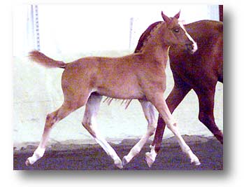 Hanoverian Colt by Grusus