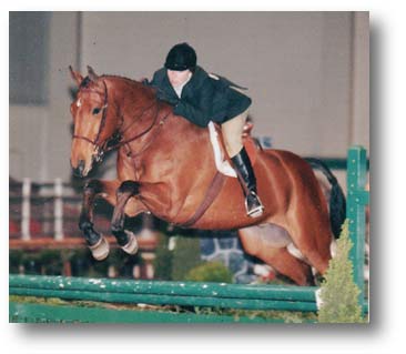 Hanoverian Gelding for sale!