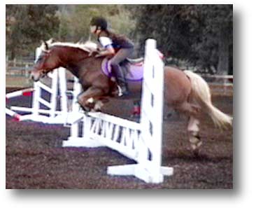 Andy, Haflinger Pony for sale