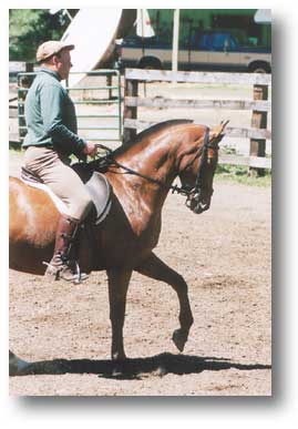 Warmblood  mare for sale!