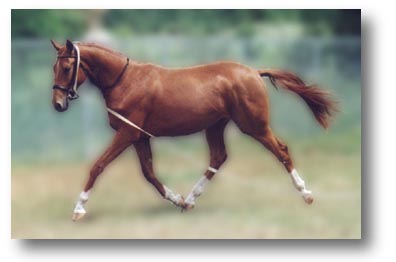 Hanoverian Gelding, Gary at trot June 99