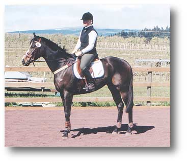 Hunter type TB Gelding for sale!