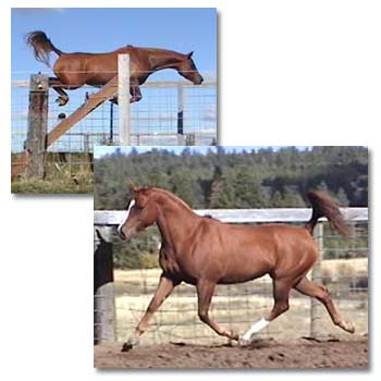 Warmblood riding pony