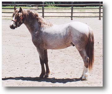 Class A Welsh Stallion for sale!