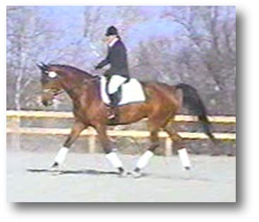 Hanoverian Dressage Gelding for sale!