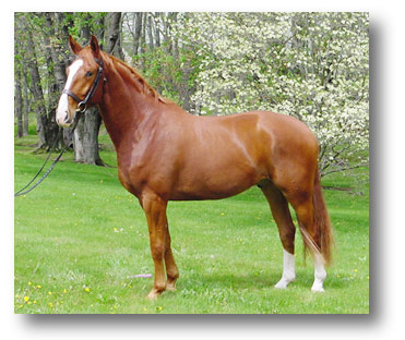 Hanoverian Gelding for sale!