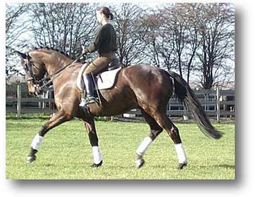 FEI Warmblood Gelding for sale!