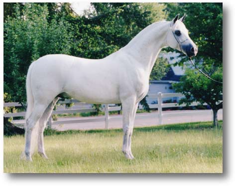Legion Arab Stallion