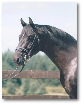 Hanoverian Stallion, Private Dancer