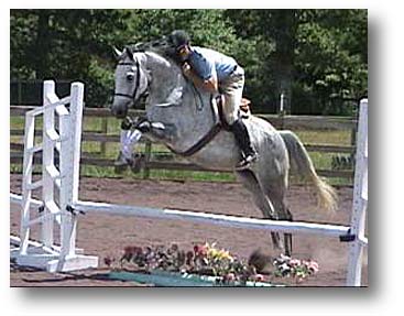 Hunter Holstienter Mare for sale