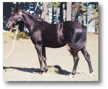 Swedish filly for sale