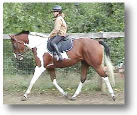 TB Paint Mare for sale! Great pony club prospect.