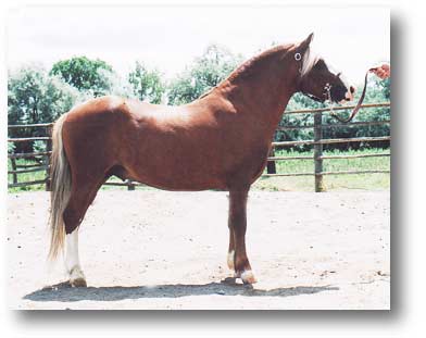Class A Welsh Stallion