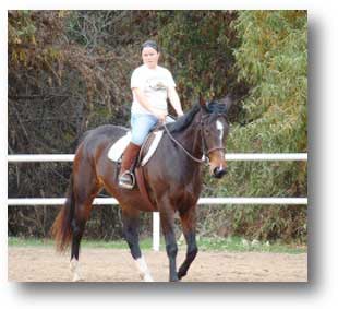 Dutch Warmblood Mare