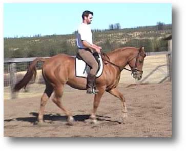 Dressage Anglo Gelding for sale!