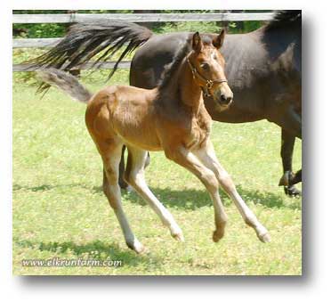 Swedish Warmblood Filly by Amorex!