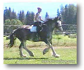 Clydesdale Mare for sale